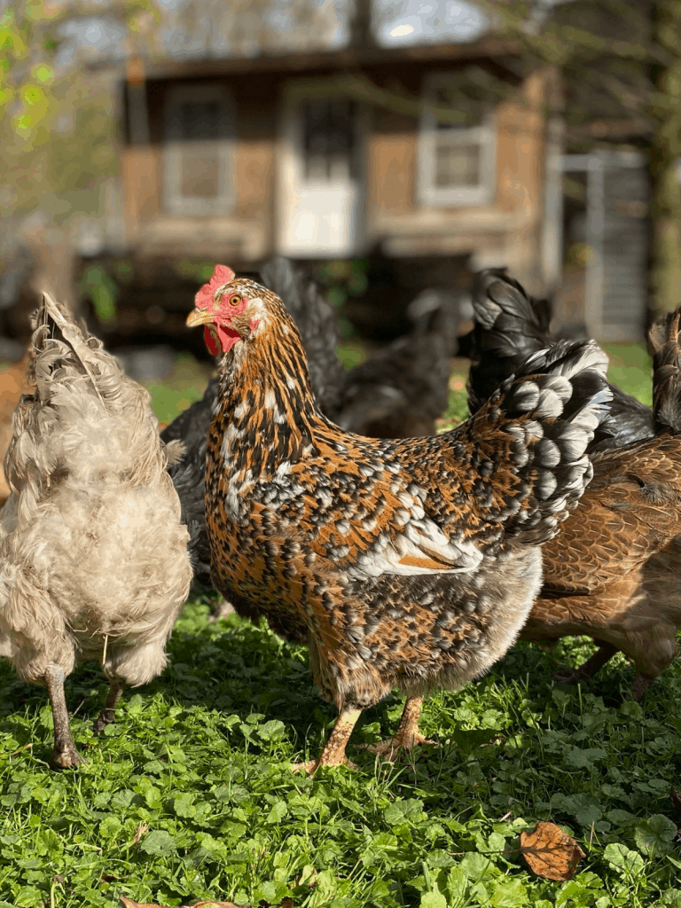 chicken with black brown and white feathers surrounded by more chickens in front of chicken coop