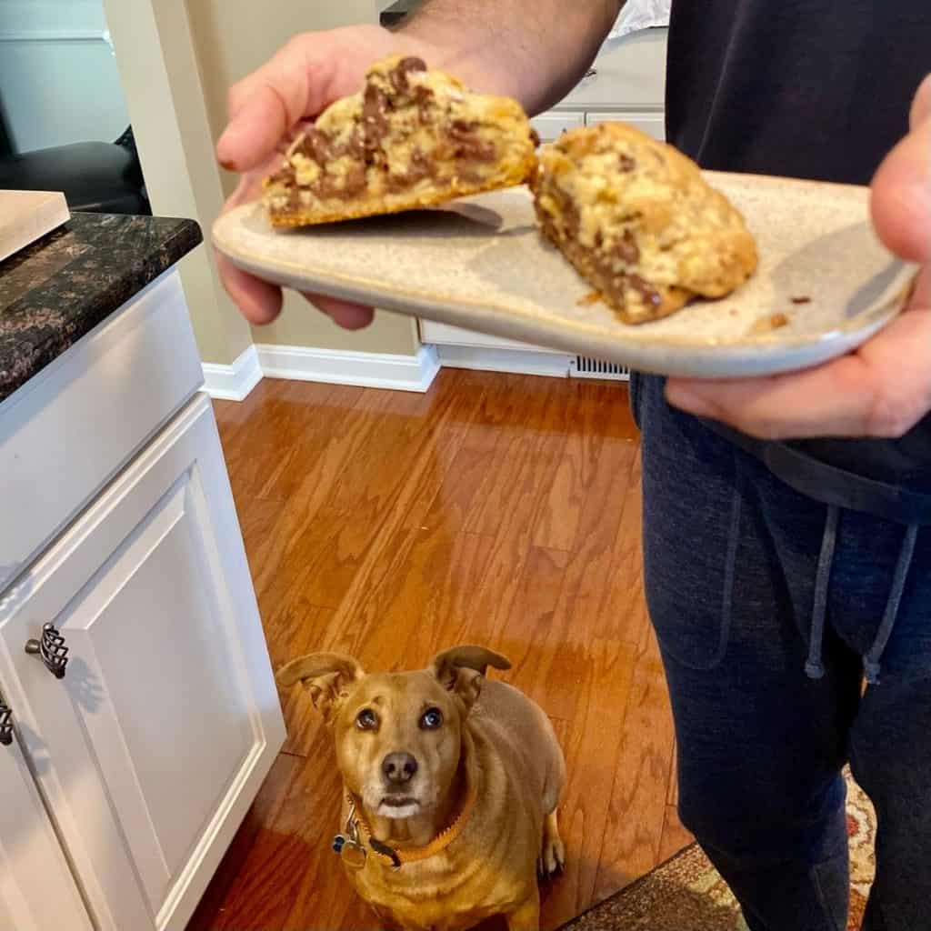 dog looking up at cookies on plate being held by man