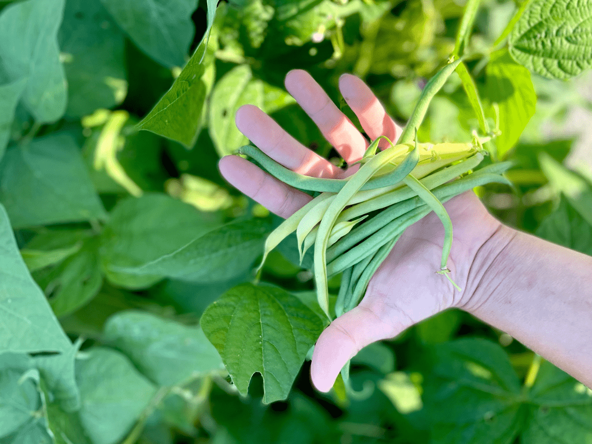 childs hand holding yellow and green beans in front of bean plants